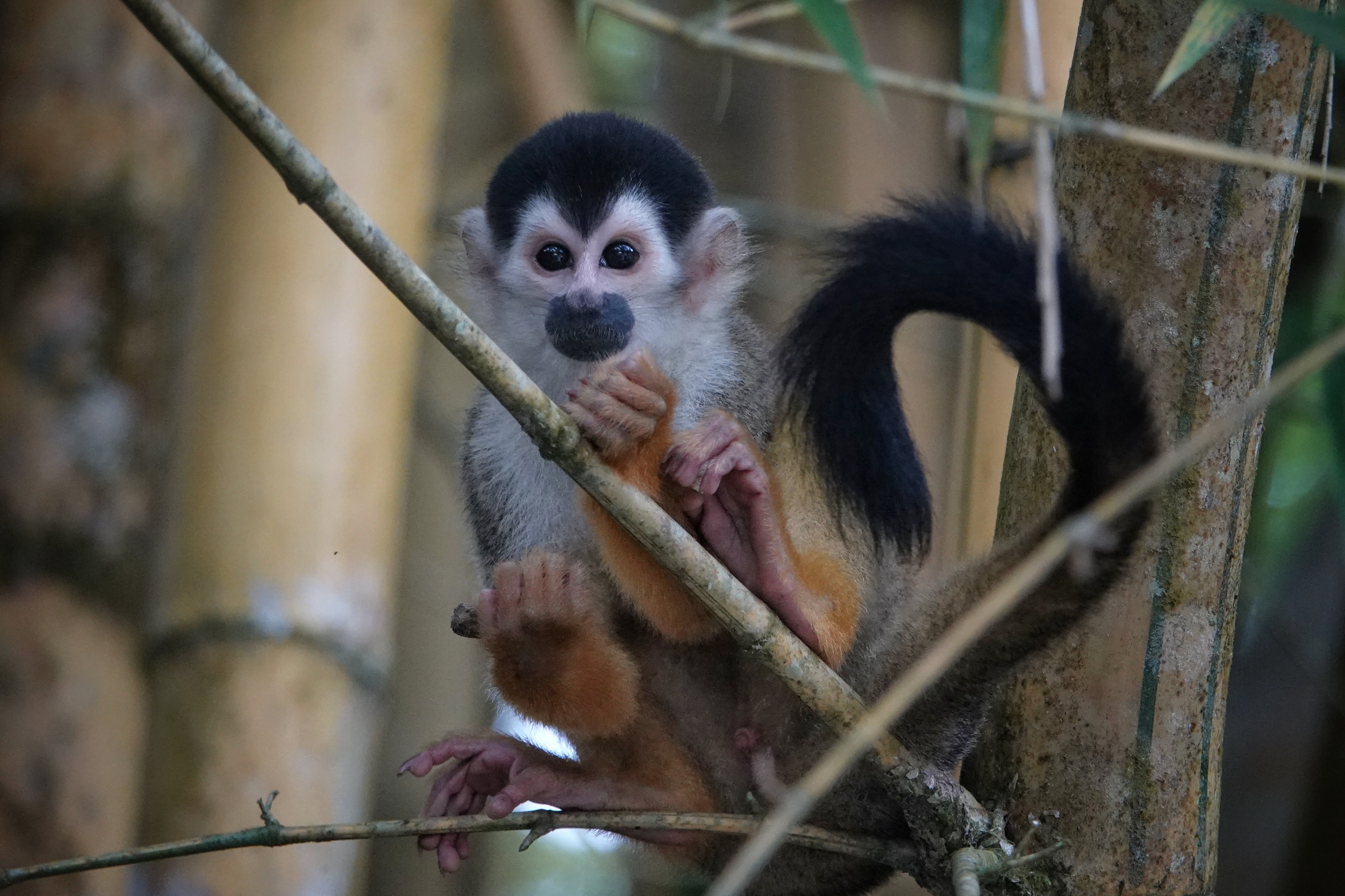 Singes saïmiris dans les branches